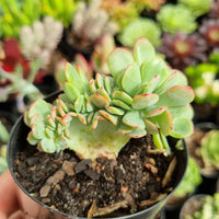 Echeveria 'Briar Rose' cristata