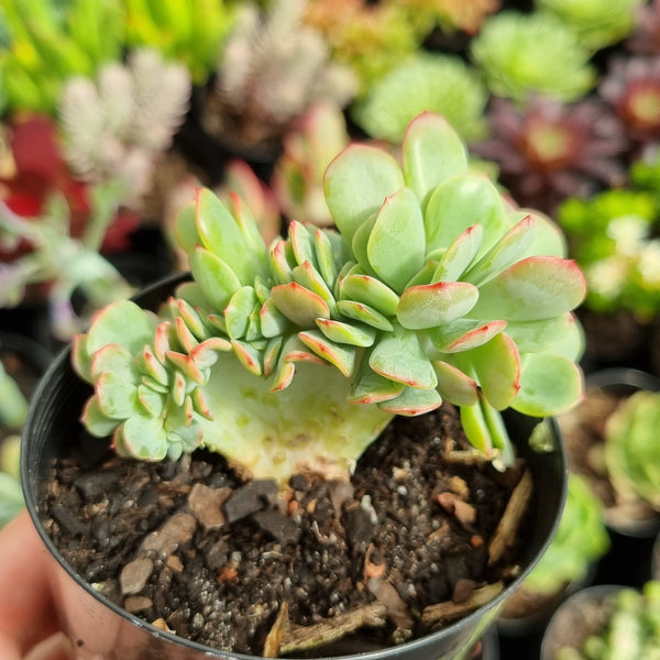 Echeveria 'Briar Rose' cristata