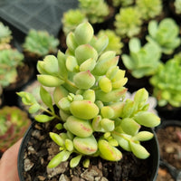 Cotyledon pendens variegated (limit x2 per order)