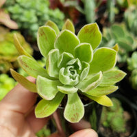 Aeonium 'Ballerina' (50mm pot)