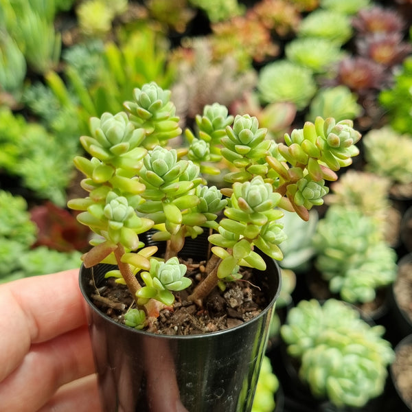 Sedum oaxacanum (50mm pot)