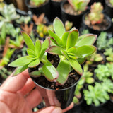 Crassula rubricaulis (50mm pot)