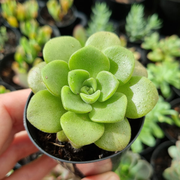 Aeonium 'Lily Pad' (50mm pot)