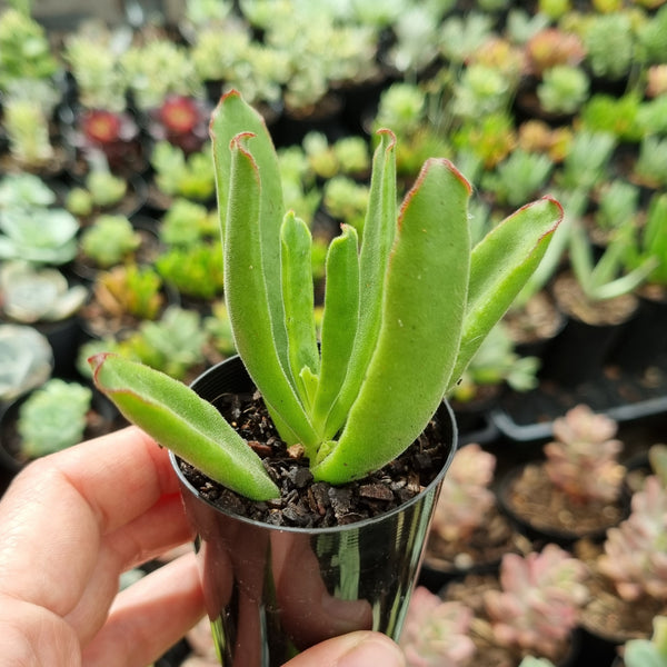 Cotyledon campanulata (50mm pot)