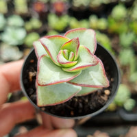 Crassula perforata Giant Form (50mm pot)