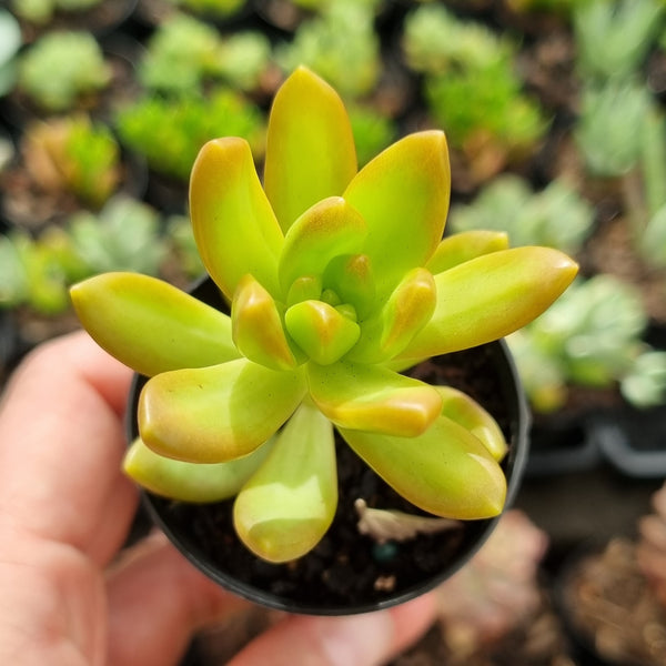 Sedum adolphii (50mm pot)