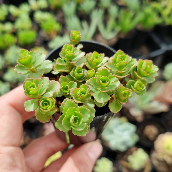 Sedum spurium Green (50mm pot)