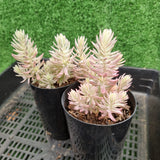 Sedum reflexum ‘Chameleon’