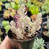 Sedum reflexum ‘Chameleon’