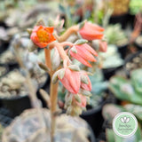 Echeveria lilacina monstrose