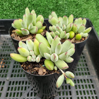 Cotyledon 'Pixie Beans'