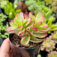 Crassula dejecta f. variegata