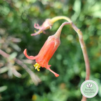 Cotyledon orbiculata var. Oophylla minima