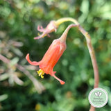 Cotyledon orbiculata var. Oophylla minima