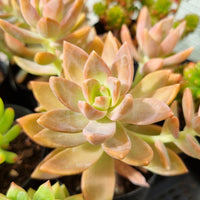 Graptosedum ‘Pat's Pink’