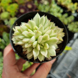 Echeveria 'Mebina' variegata CLUSTER (limit x1 per order)