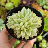 Echeveria 'Mebina' variegata CLUSTER (limit x1 per order)