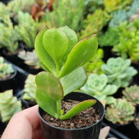 Cotyledon woodii Green Form (50mm pot)