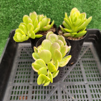 Kleinia petraea variegata aka Senecio jacobsenii (limit x1 per order)