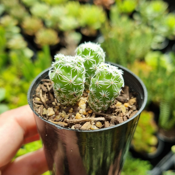 Mammillaria gracilis fragilis (50mm pot)