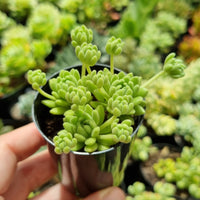 Sedum hirsutum ssp. baeticum (50mm pot)