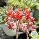 Echeveria ‘Cubic Frost’ flower