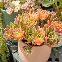 Aeonium 'Green Tea' variegated form of 'Bronze Medal' (limit x1 per order)