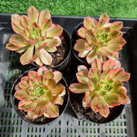 Aeonium 'Green Tea' variegated form of 'Bronze Medal' (limit x1 per order)