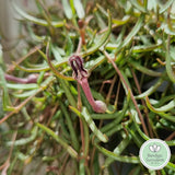 Ceropegia linearis 'Chain of Needles'