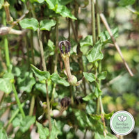 Ceropegia 'Chain of Spades' flower