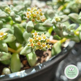 Crassula deltoidea