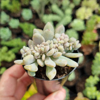 Pachyveria clavifolia f. cristata (50mm pot)