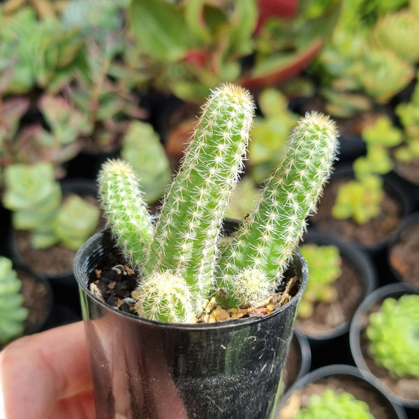 Echinopsis chamaecereus 'Peanut Cactus' (50mm pot)