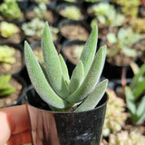 Crassula ‘Surprise Party’ (50mm pot)