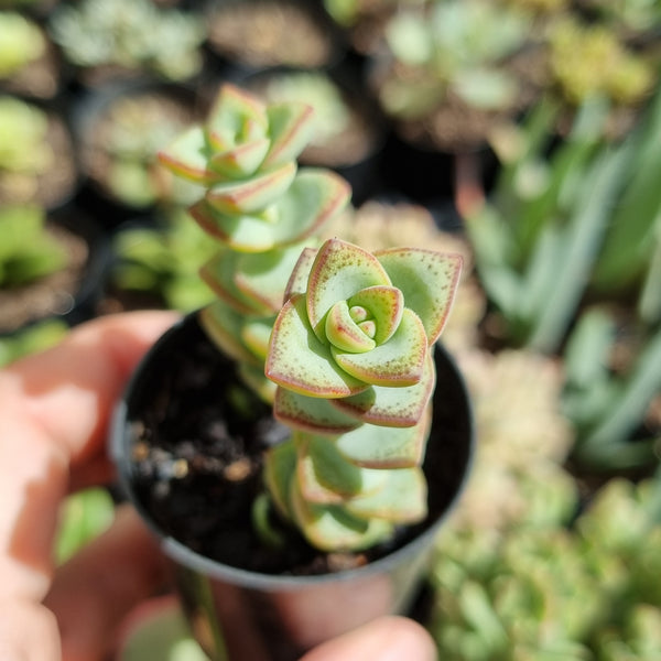 Crassula perforata Hanging Form (50mm pot)