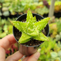 Aloe juvenna (50mm pot)