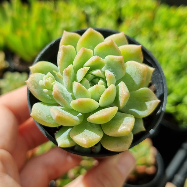 Echeveria prolifica (50mm pot)