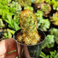 Mammillaria elongata 'Copper King'