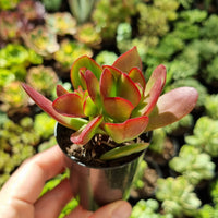 Crassula platyphylla (50mm pot)