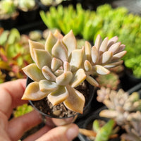 Graptopetalum ‘Rose Queen’ (50mm pot)