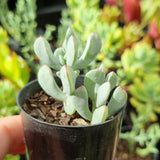 Oscularia caulescens (50mm pot)