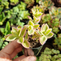 Aptenia cordifolia variegata (50mm pot)