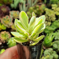 Crassula 'Money Maker' swaziensis variegata (50mm pot)