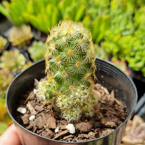 Mammillaria elongata