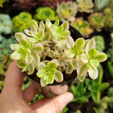 Crassula volkensii variegated