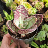 Kalanchoe humilis (limit x1 per order)