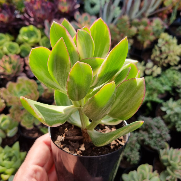 Crassula ovata obliqua variegata