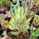 Cotyledon orbiculata var. Oophylla minima