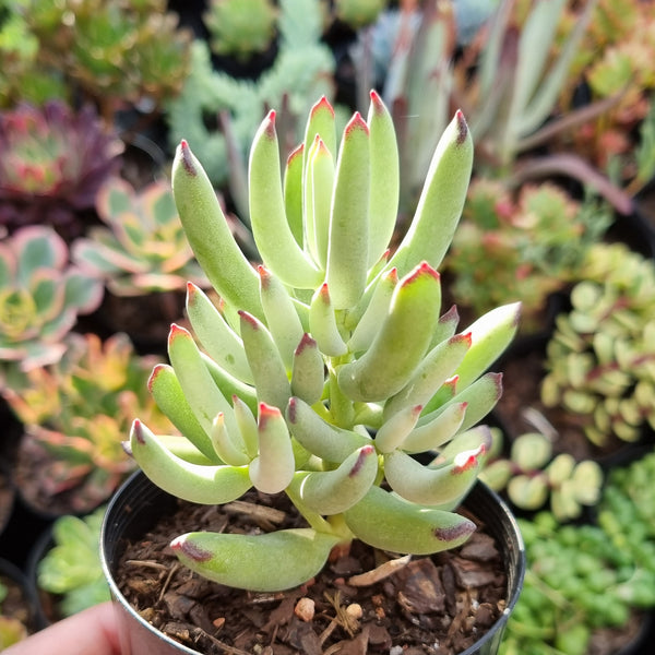 Cotyledon orbiculata var. Oophylla minima