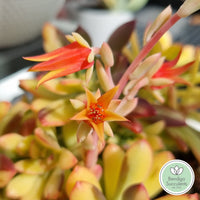 Echeveria 'Golden Nugget'